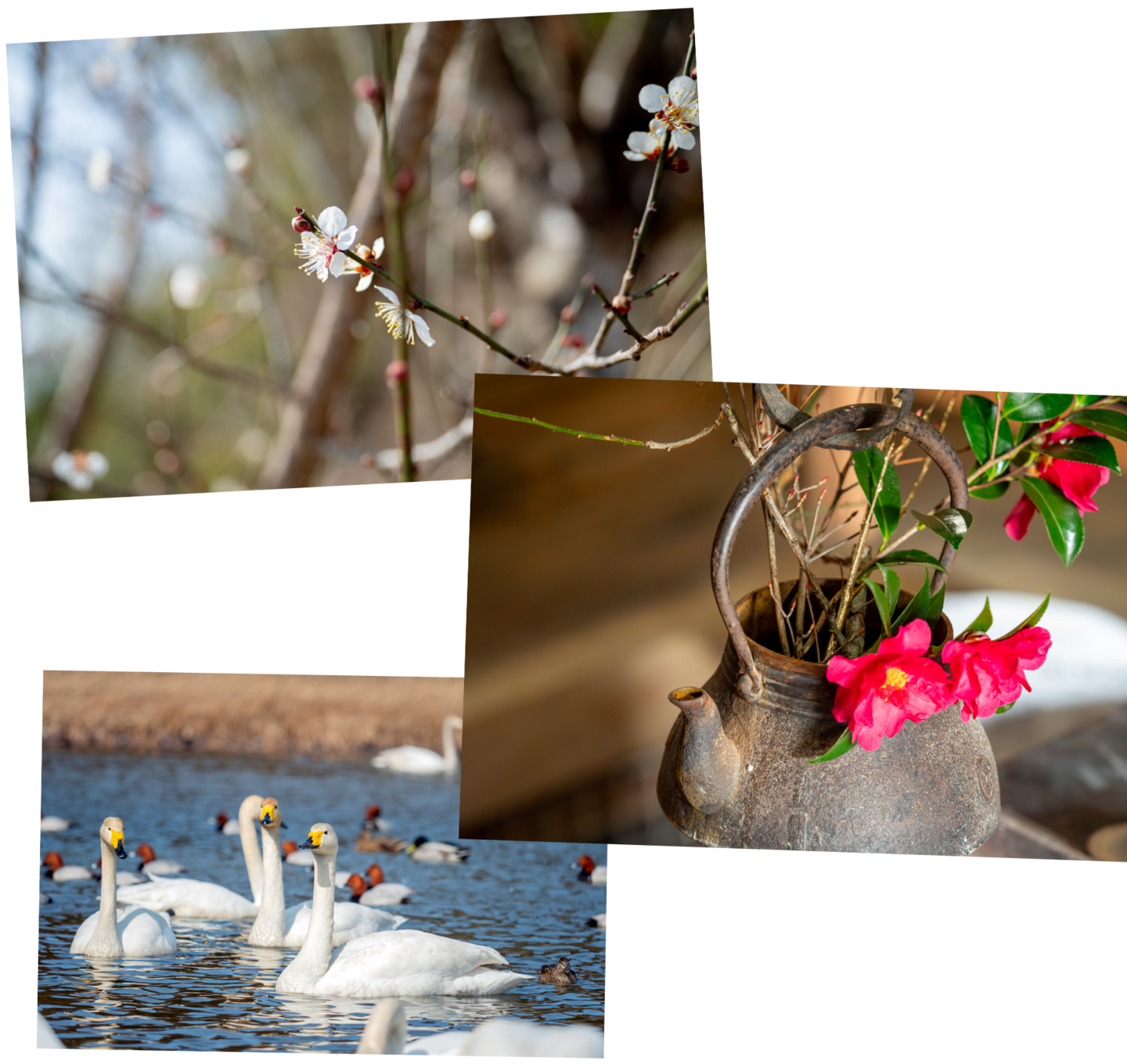 「あ〜ゆぼ〜わん」の歩み