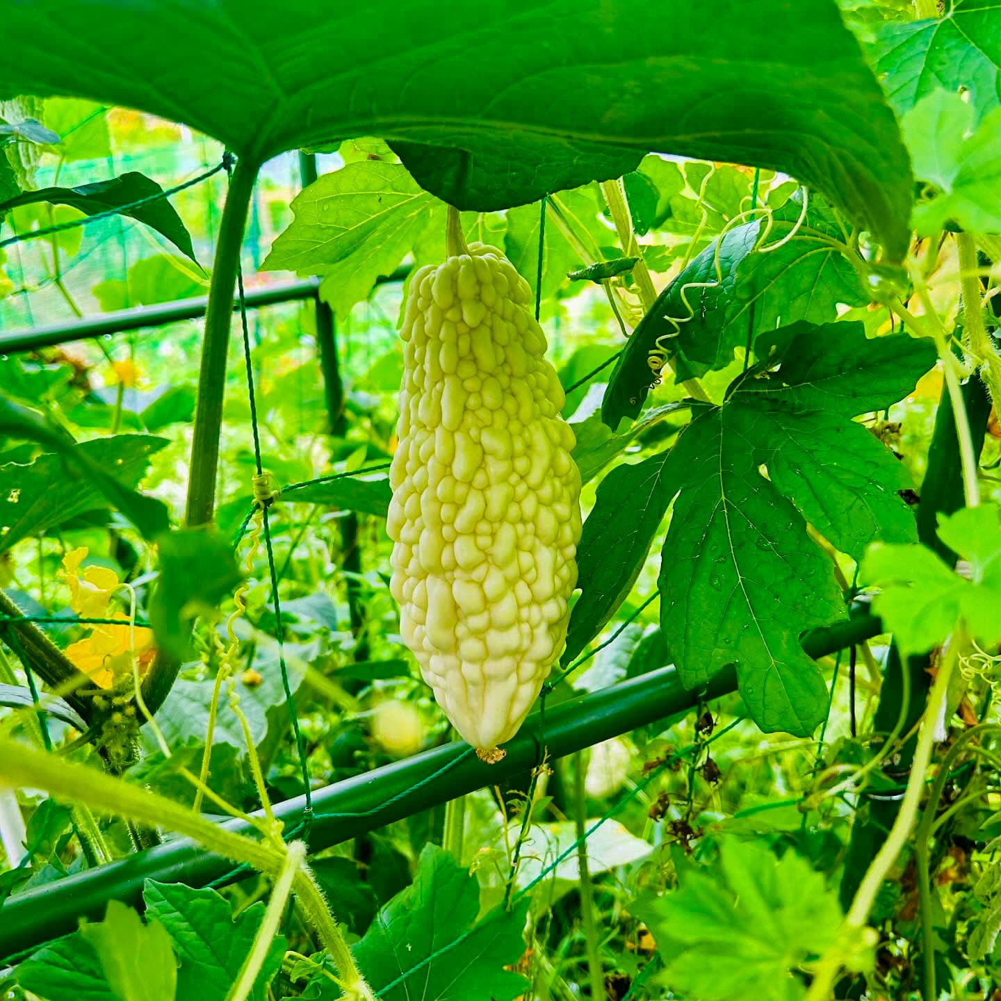 採れたて野菜２