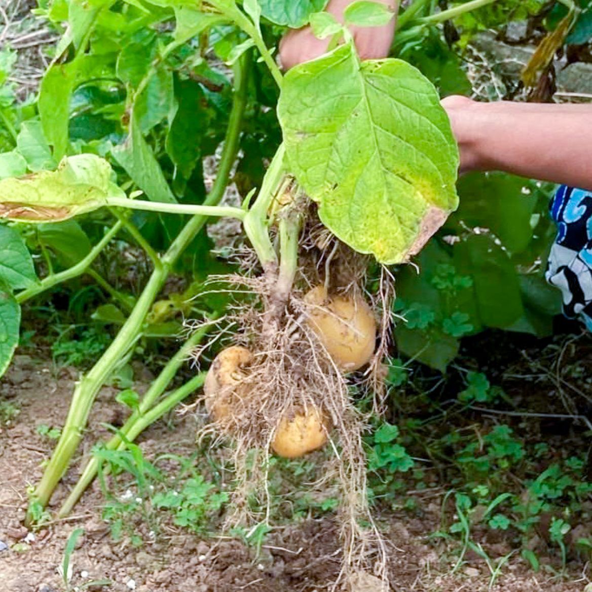 採れたて野菜３