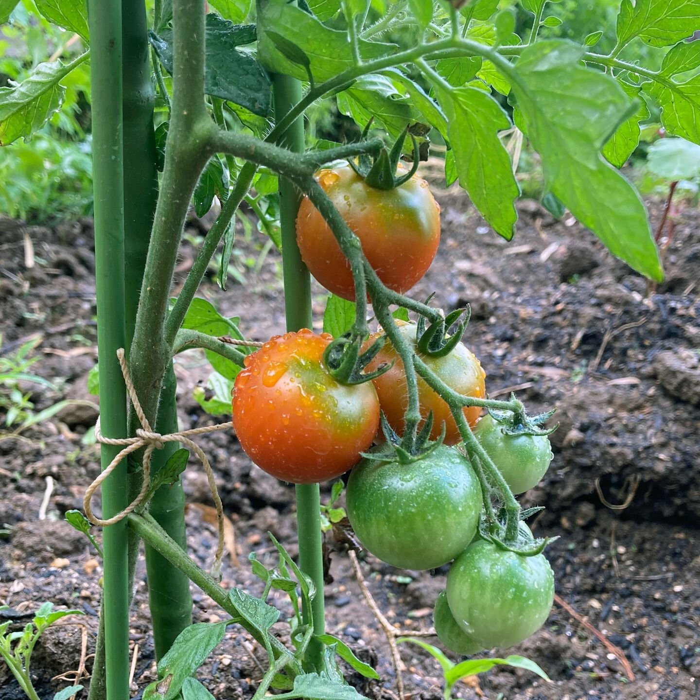採れたて野菜１